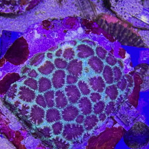 Favia spp-Pineapple1